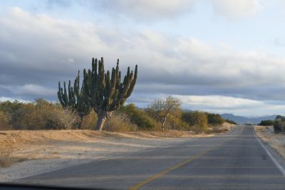 Saguaros sur le bord de la route.