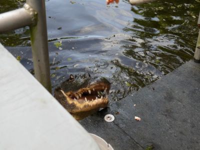Un alligator dans le bayou.