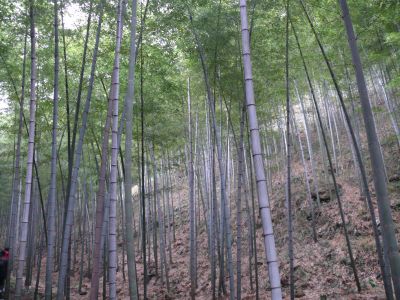 La forêt de bambous