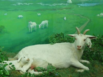 Reconstitution d'une chèvre et de ses chevreaux