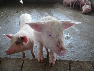 Cochons dans une porcherie du village