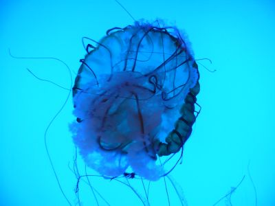 Méduse dans l'aquarium de Shanghai