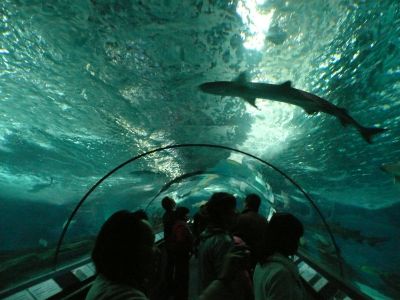 Le tunnel à requins