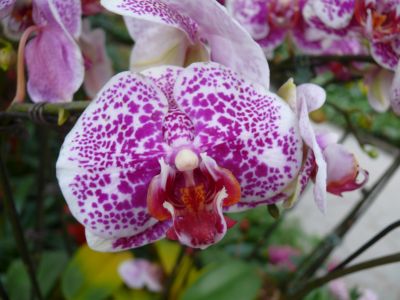 Orchidée du jardin botanique