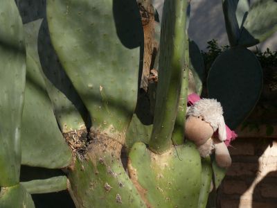Vodka sur un cactus.