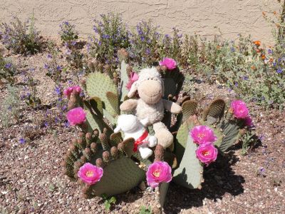 Vodka et Tekila sur un cactus en fleurs.